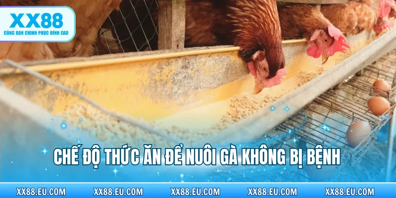Chế độ thức ăn để nuôi gà không bị bệnh