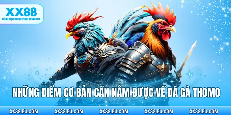 Những điểm cơ bản cần nắm được về đá gà Thomo
